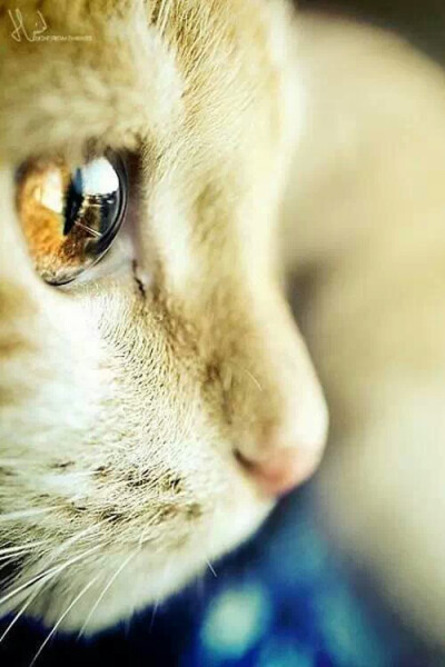 水晶球一样的眼睛 #萌物#猫咪#唯美