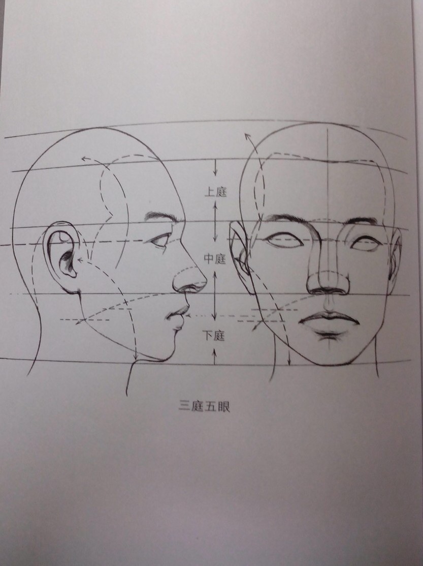 肖像画入门三庭五眼图片