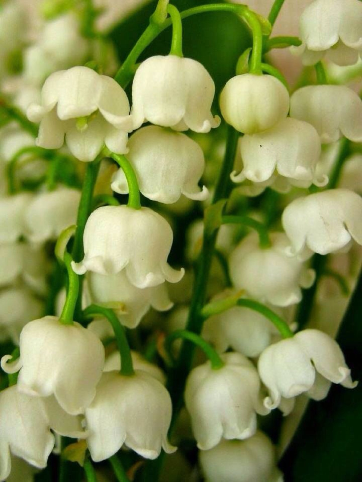 铃兰,她的英文名也很美:lily of the valley(source: pinterest)