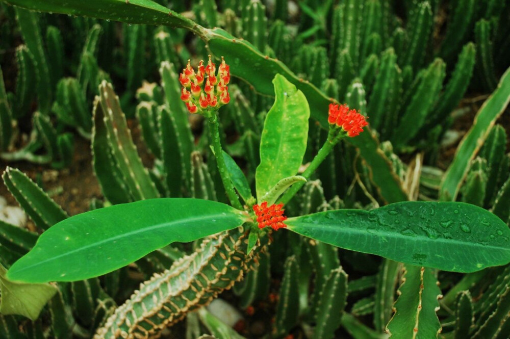 喷火龙 euphorbia bergeri 大戟科 euphorbiaceae 大戟属
