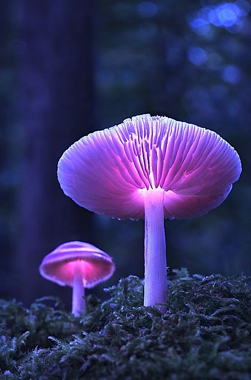 紫色蘑菇图片大全图片