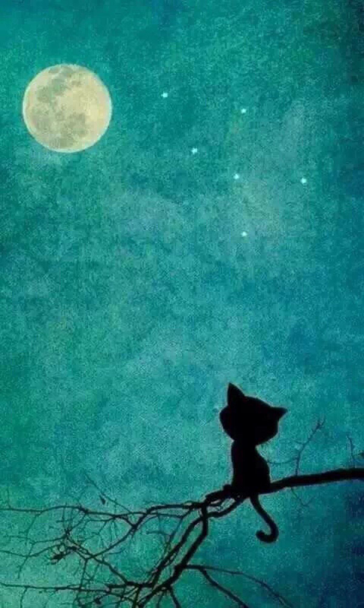 猫咪夜空