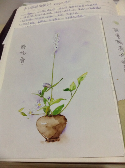 苔花彩铅画图片