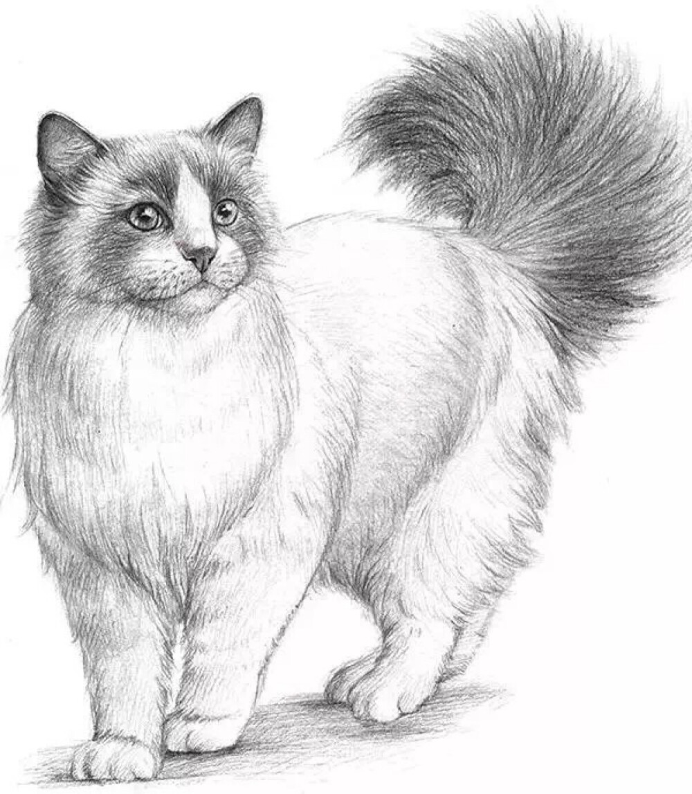 猫素描初级画画法图片