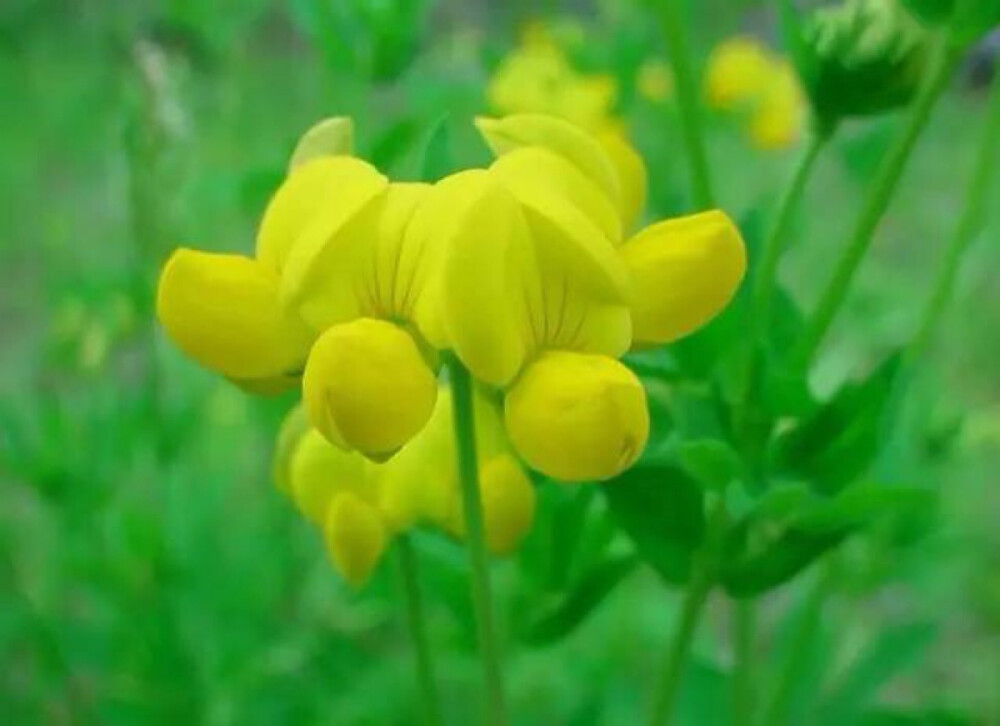 7月8日生日花:牛角花 花语:重逢 花占卜:您是个循规蹈矩的人,为人