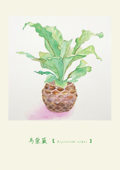 一组水培植物水彩插画