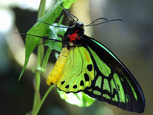 凤蝶又名女王亚历山大巨凤蝶或亚历山大鸟翼蝶,是世界上最大的蝴蝶