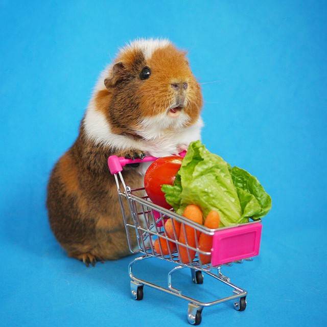 荷兰猪