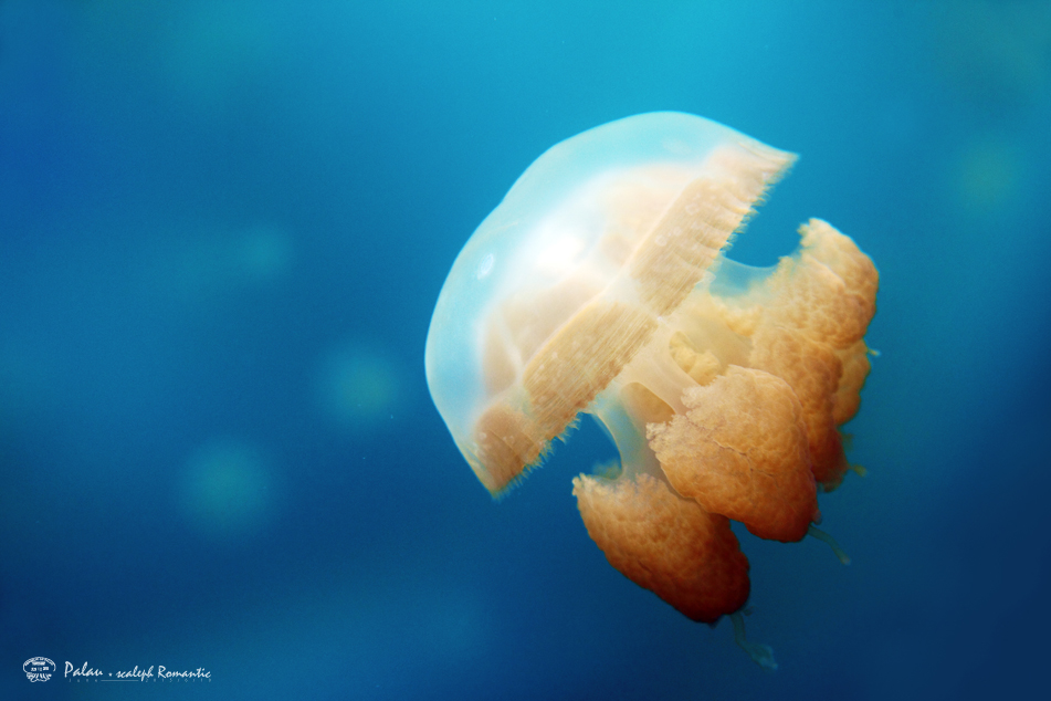 帕劳的无毒黄金水母,世界独一无二.