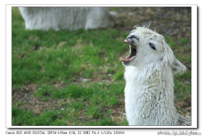 羊驼吐口水搞笑图片