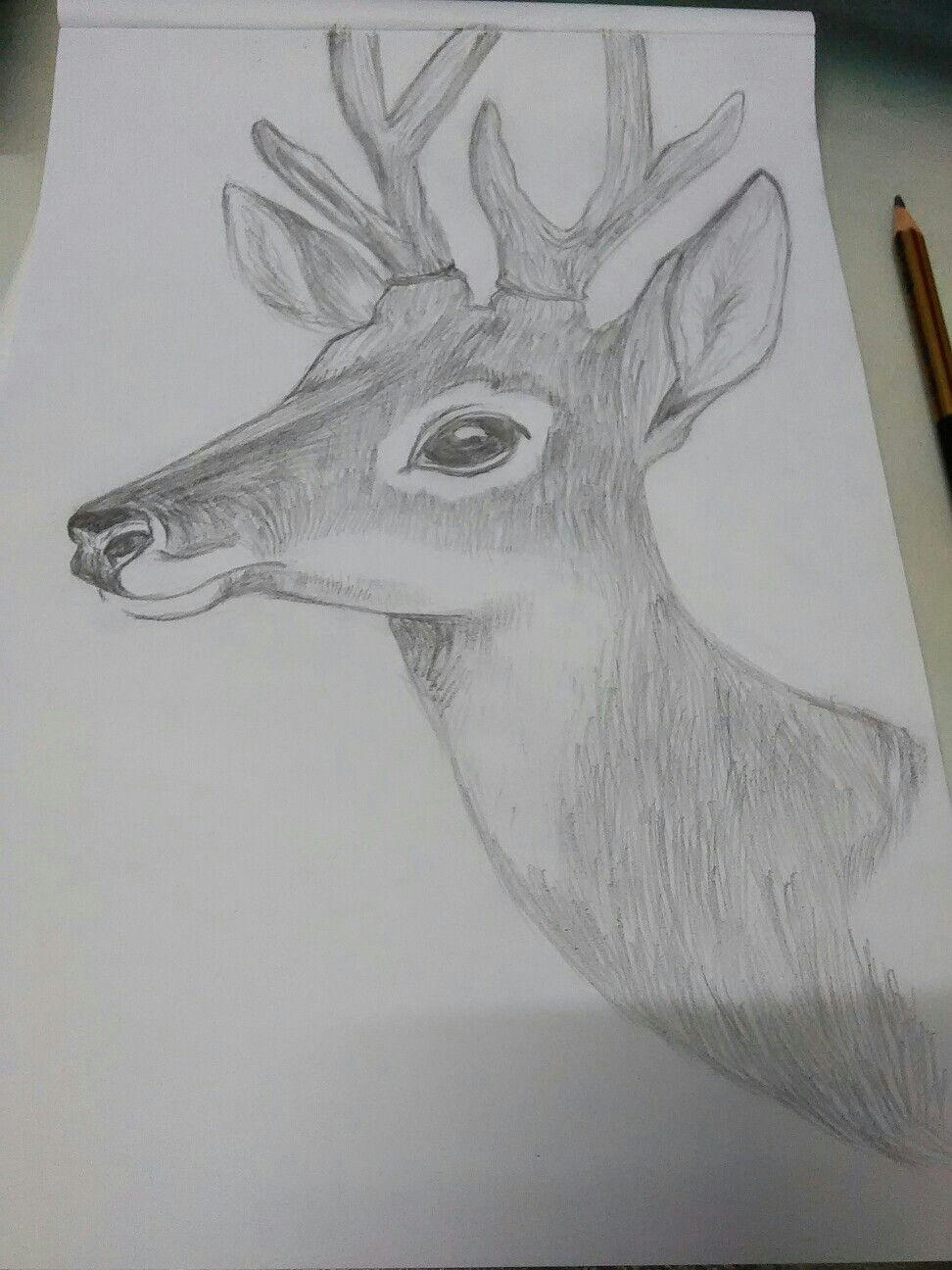 白描鹿的画法图片