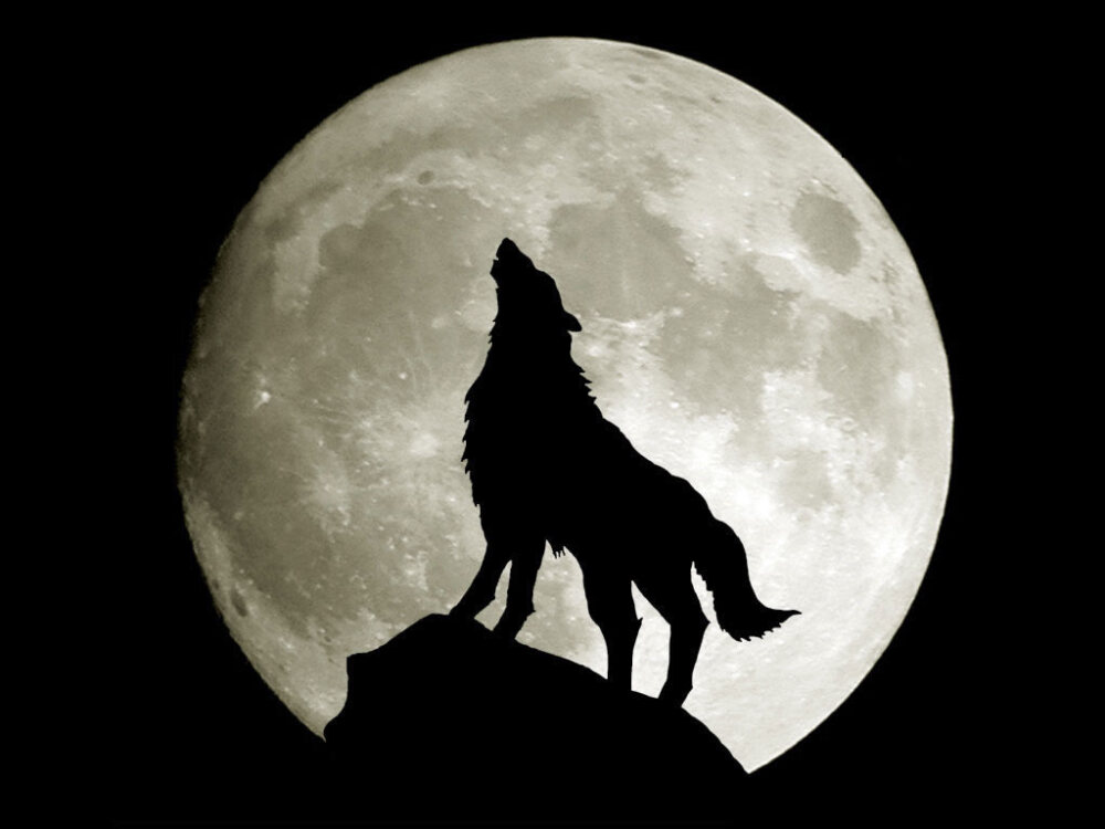 狼对月亮嚎叫伤感图片图片