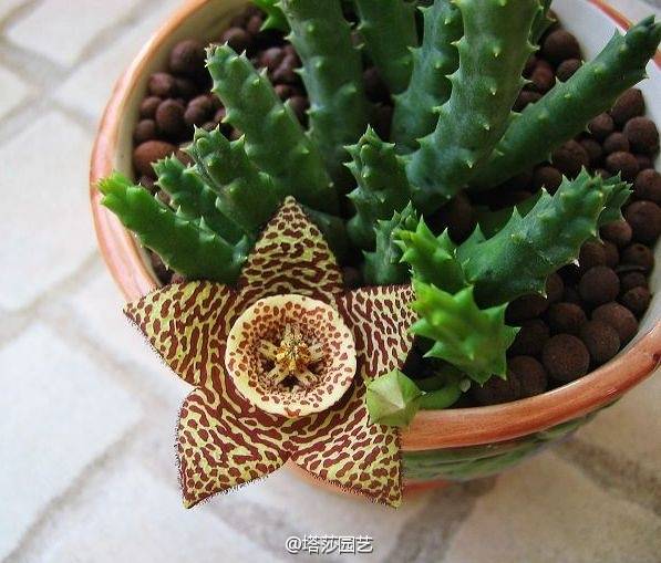 豹皮花