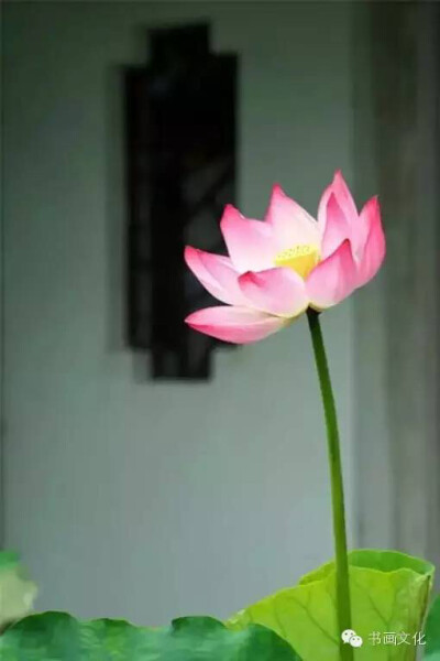 生活简单让人轻松快乐,想法简单让人平和宁静.