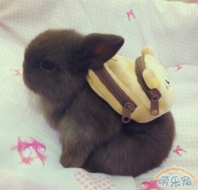 小呀么小二郎