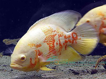图丽鱼[1](地图鱼),俗称猪仔鱼,黑猪,为辐鳍鱼纲鲈形目隆头鱼亚目慈鲷