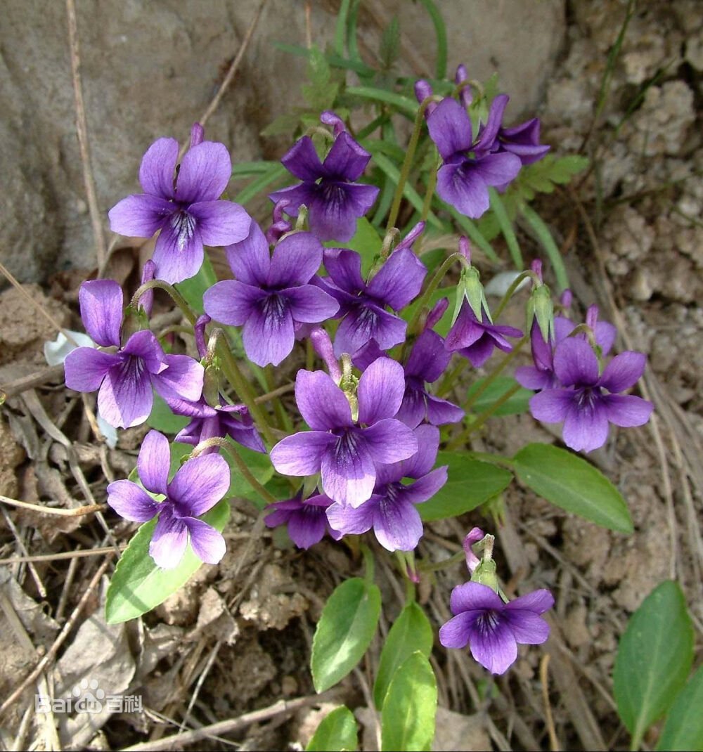 堇菜(学名:viola verecunda)为堇菜科堇菜属的植物多年生草本