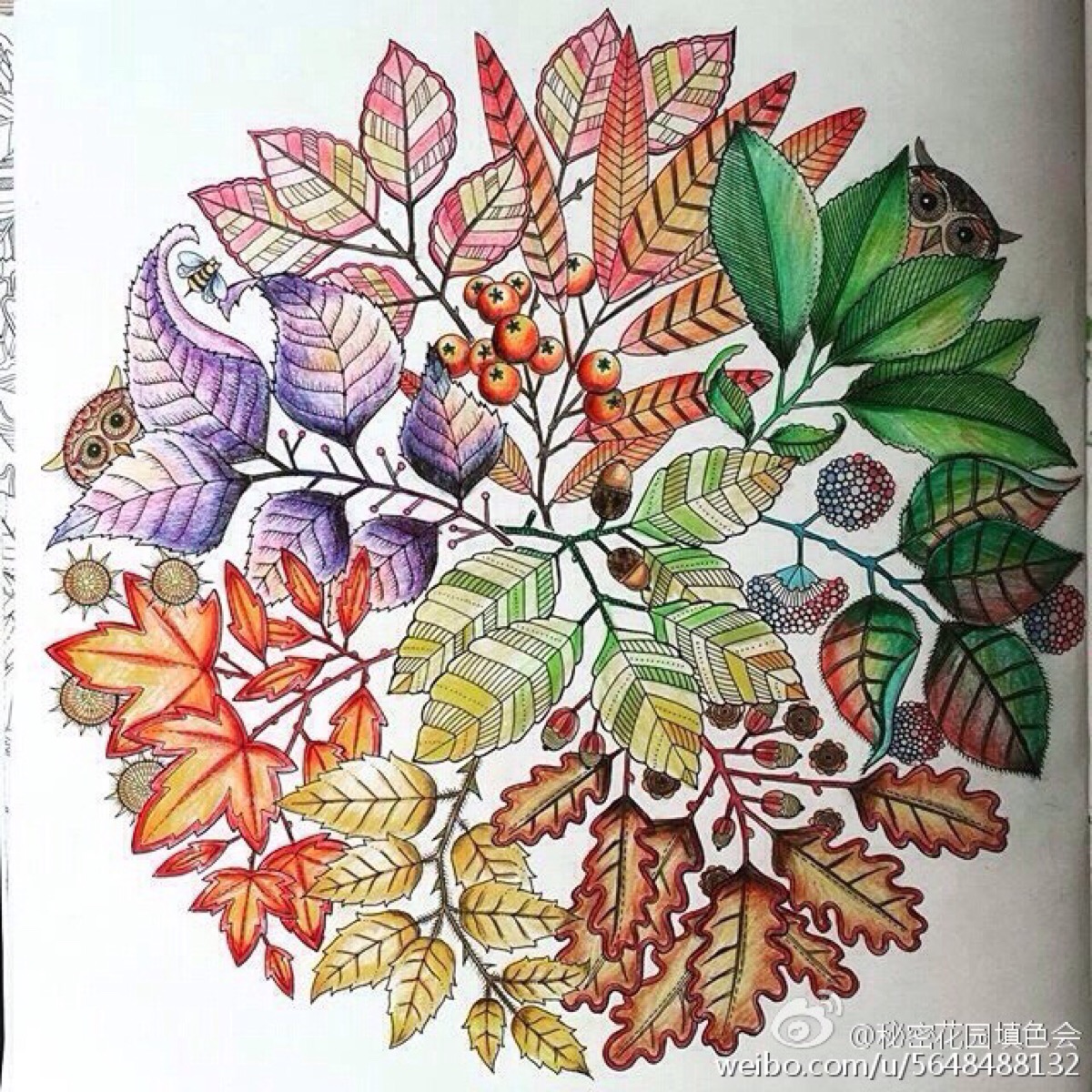 秘密花园不一样的配色