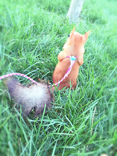 雪地松鼠雪雪背影特写