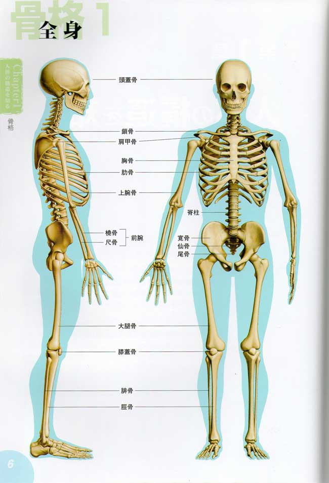 基本形骨骼图片