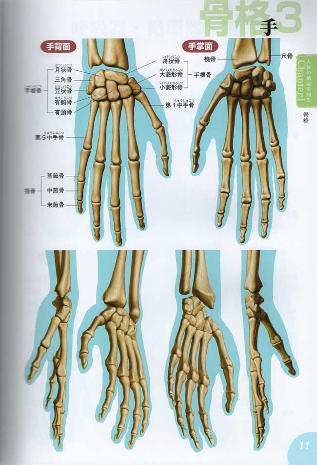手背骨骼解剖图图片