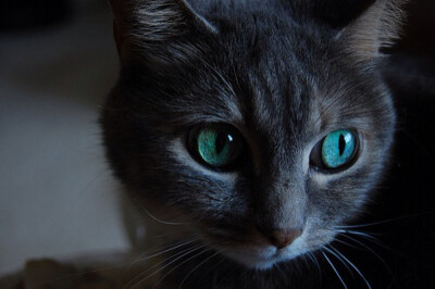 收集   点赞  评论  黑猫的眼睛 0 437 回忆