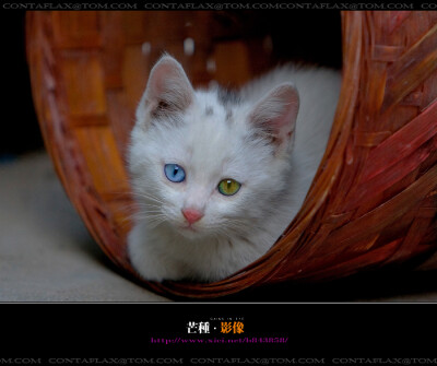 猫咪 喵星人 猫崽崽 可爱 卖萌 白猫 宠物 动物