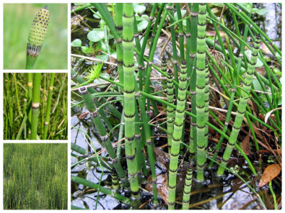 木贼equisetum hyemale 木贼科 别名:笔竿草,笔筒草,笔头草擦草,锉草