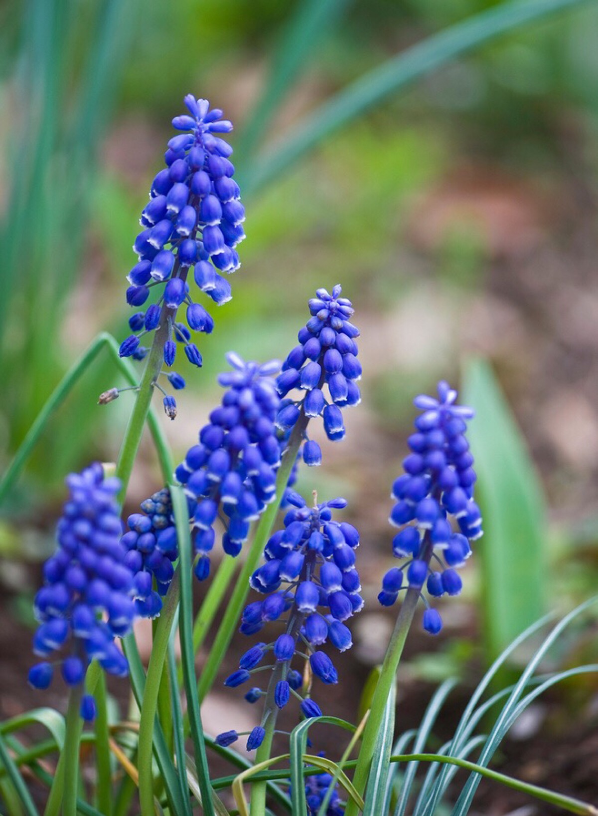 疏忽串铃花(muscari neglectum)