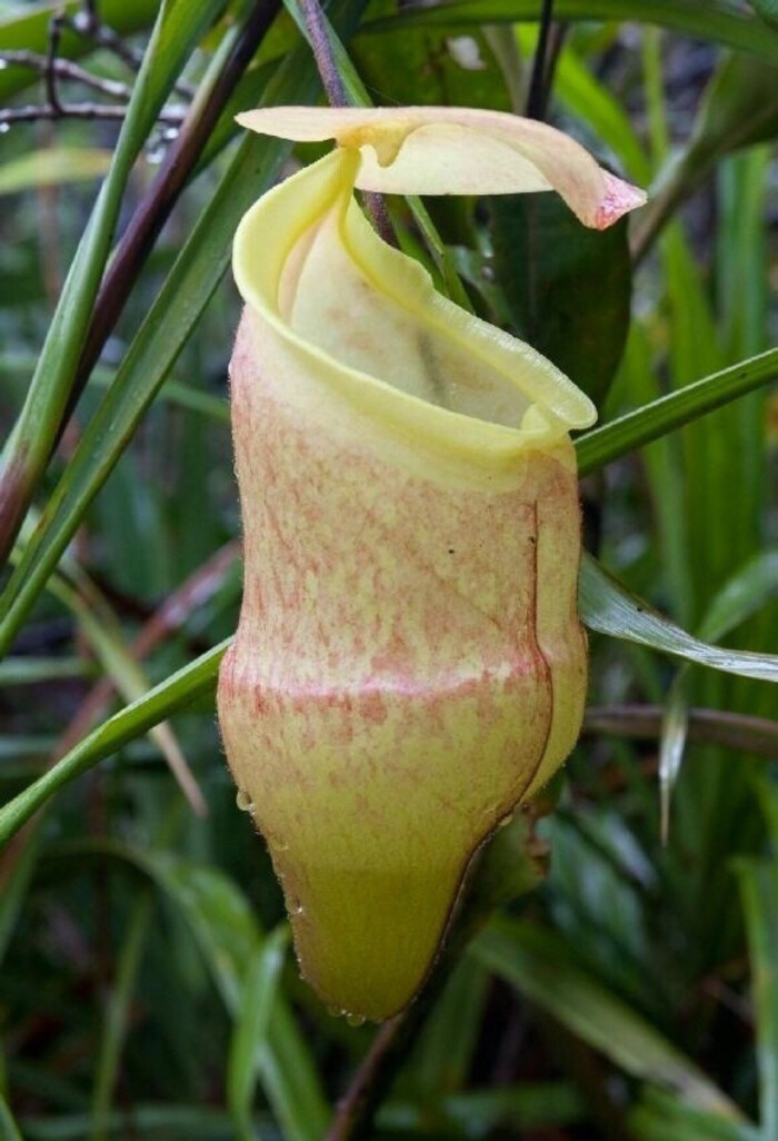 汉密吉伊坦山猪笼草的上位笼 - 堆糖,美图壁纸兴趣社区