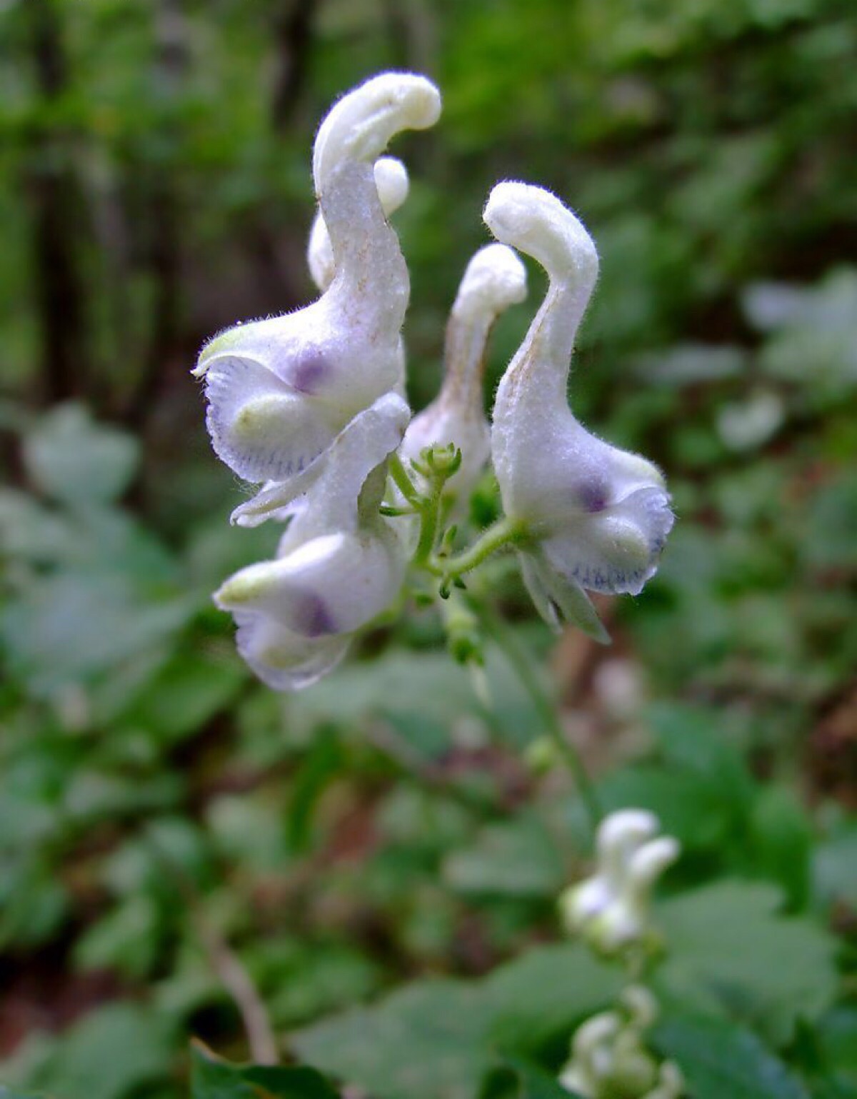 天鹅花"盛开在牙山高处.属草本藤蔓植物.
