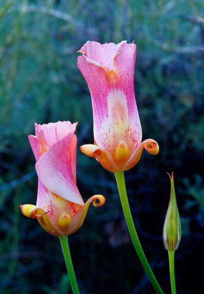 蝴蝶百合花:mariposa lilies
