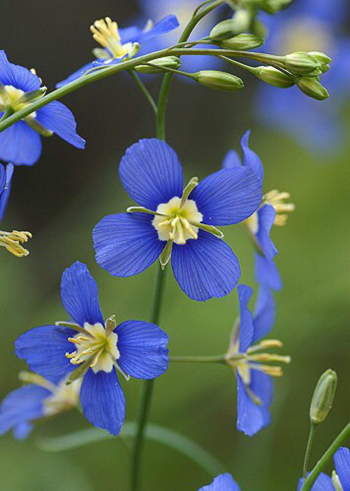 蓝色的花叫什么名字图片