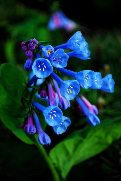 蓝漠的花精美图片图片