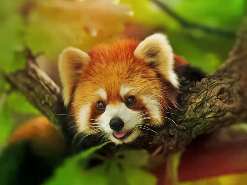 萌萌哒的小狐狸【狐】