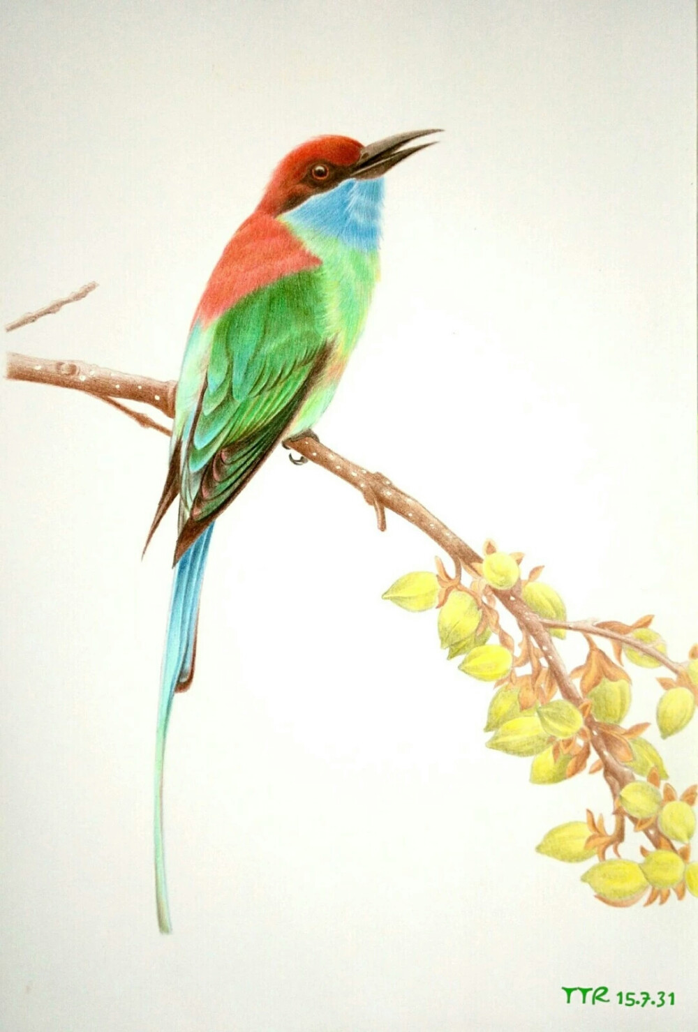 临飞乐鸟蓝喉蜂虎