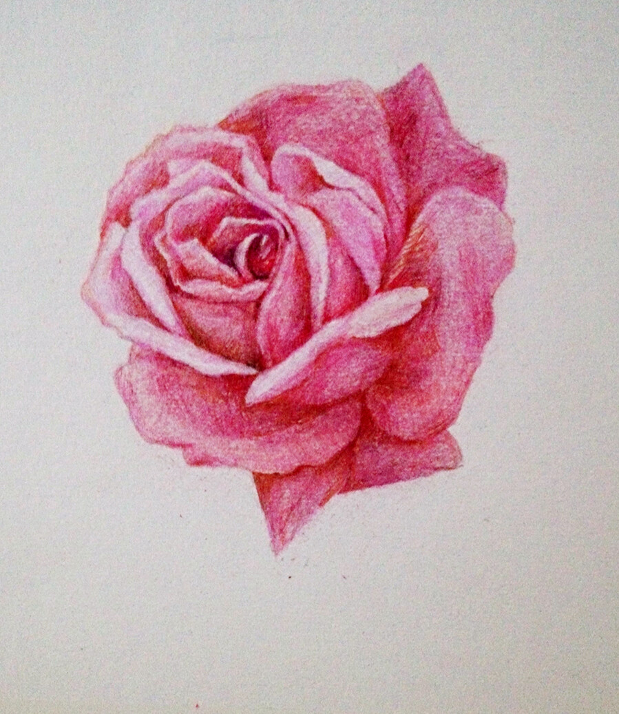 蔷薇花怎么画画法图片