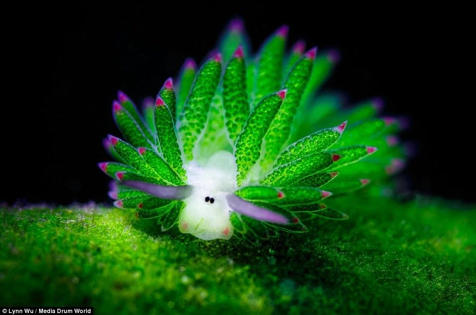 摄影师在印尼海底发现的可爱软体动物