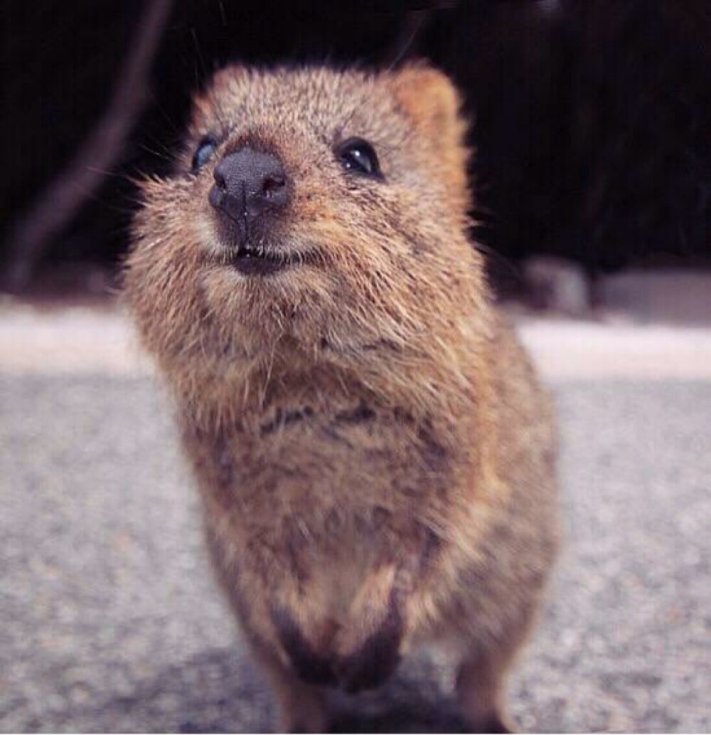 (,,ω,,)介小家伙是短尾矮袋鼠(quokka),被称为世界上最快乐的动物