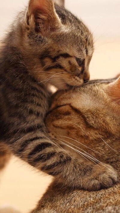 iphone6plus iphone6 锁屏 壁纸 平铺 可爱 猫猫 喵星人 猫咪 宠物
