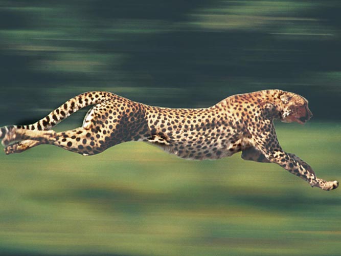 猎豹奔跑图片霸气图片