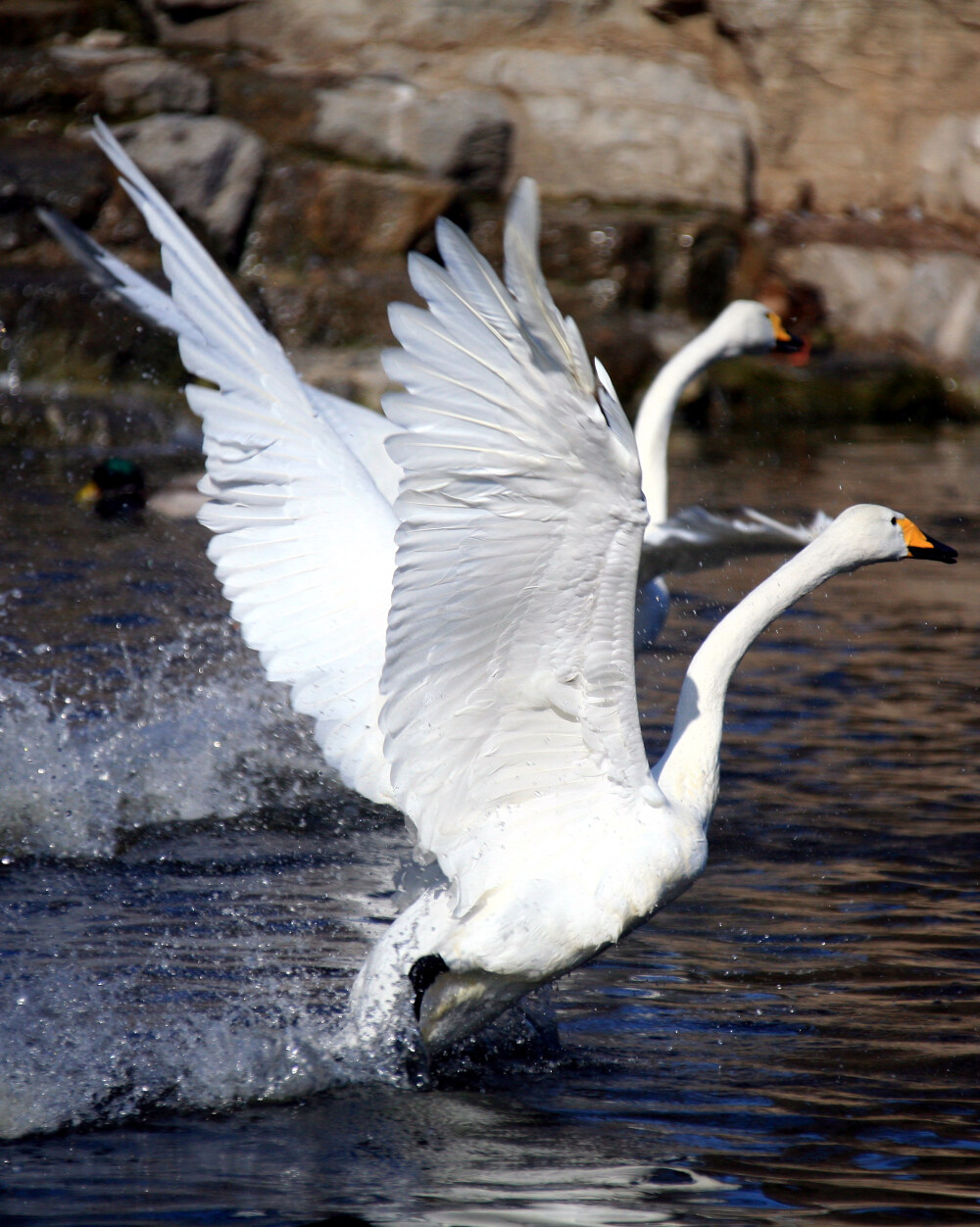 高清天鹅摄影,展翅高飞水上漂的白天鹅