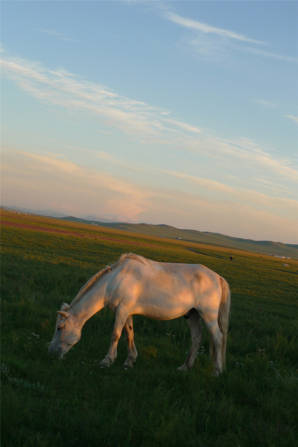 乌珠穆沁白马图片
