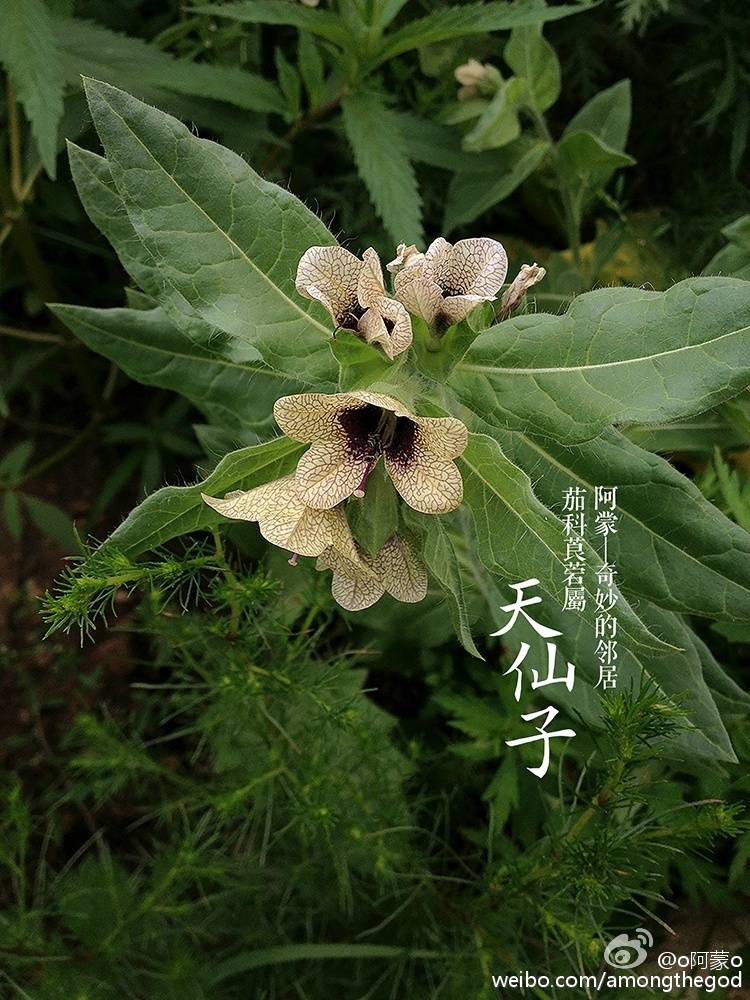天仙子