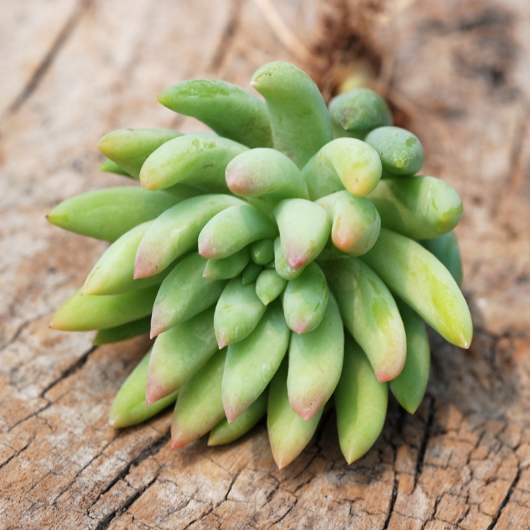 千佛手,景天科景天属,也叫玉珠帘,可以持续长高,然后叶片越堆越多