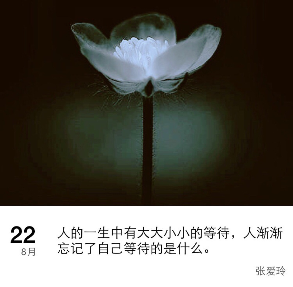 【每日一句】文字控 心情语录 离开的时候 日期 张爱玲