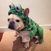 cute dogs