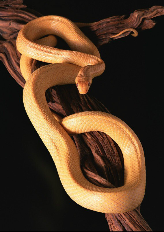 缅甸黄金蛇