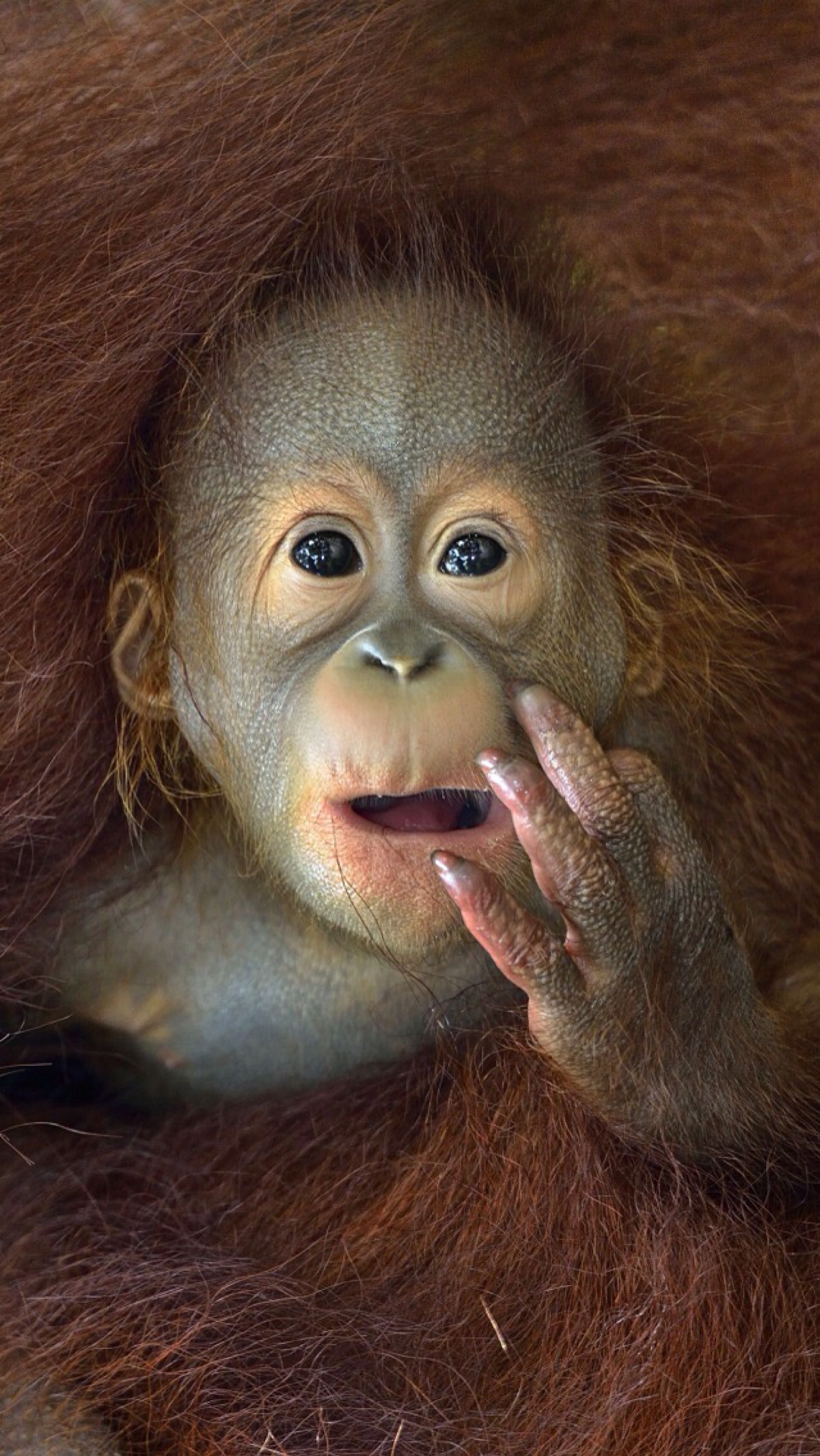 红毛猩猩张嘴图片
