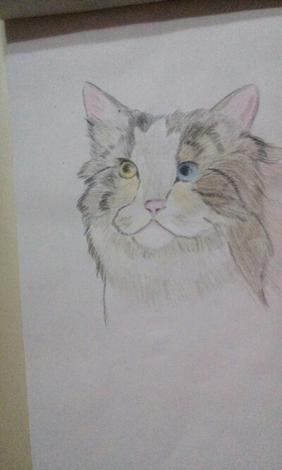 波斯猫绘画